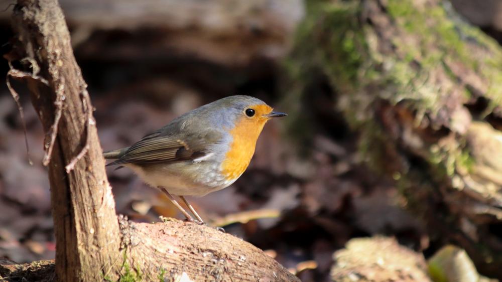 Primer plano de un petirrojo en el bosque de Orgi